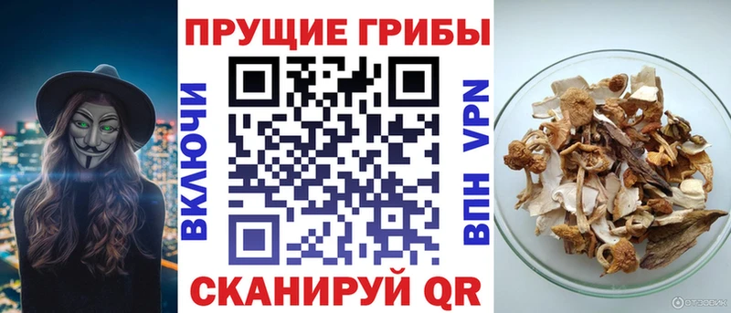 Псилоцибиновые грибы Psilocybe сколько стоит Баймак